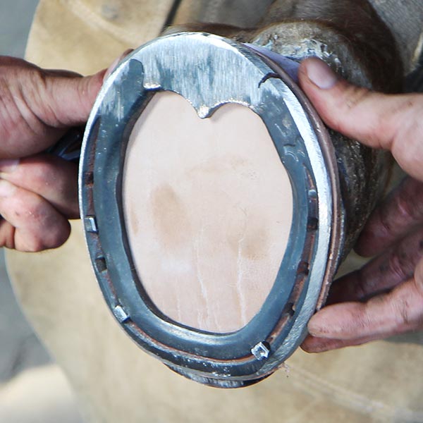 Florian_Hering_Eisen_Fesselträgerschaden